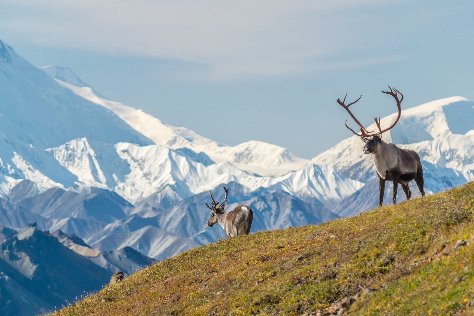 Denali landscape